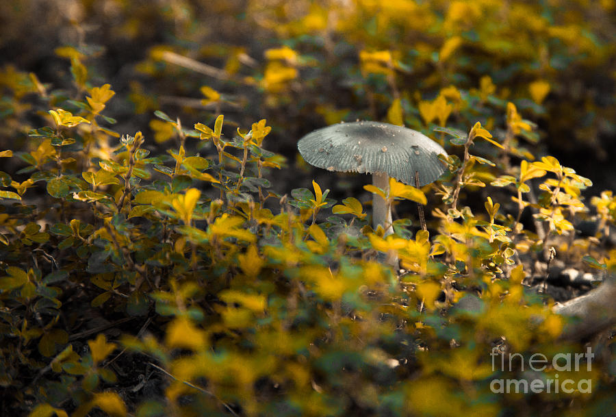 Mushroom 1 Photograph