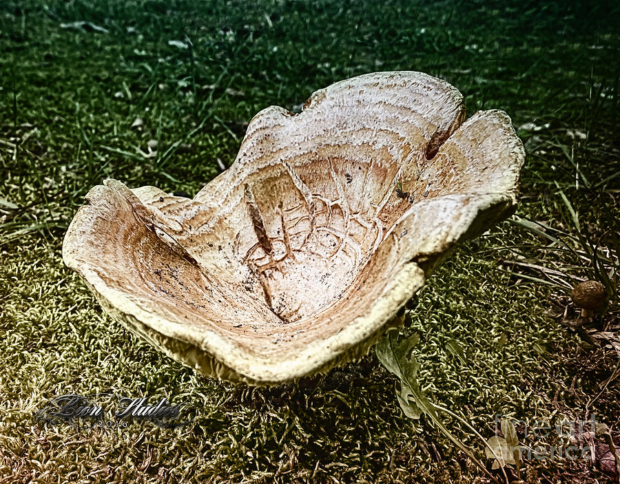 Mushroom  1 Photograph by Melissa Messick