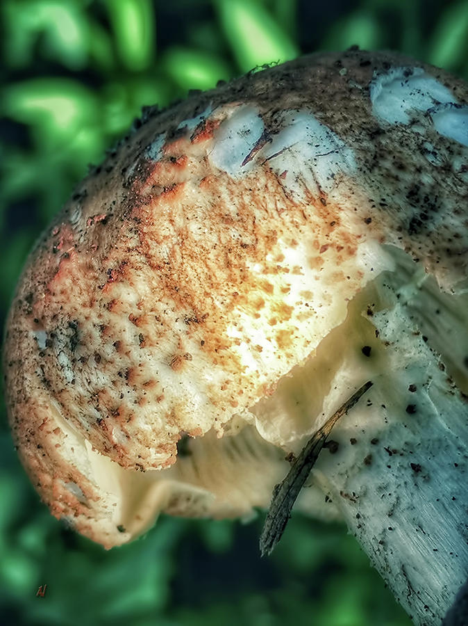 Mushroom 2 Photograph by Adam Vance