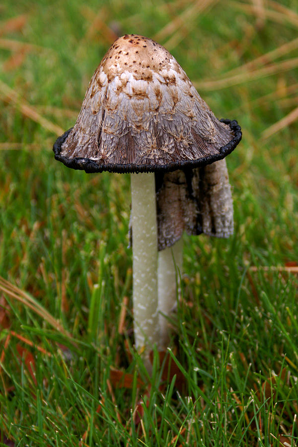 Mushroom #2 Photograph by Ben Upham III