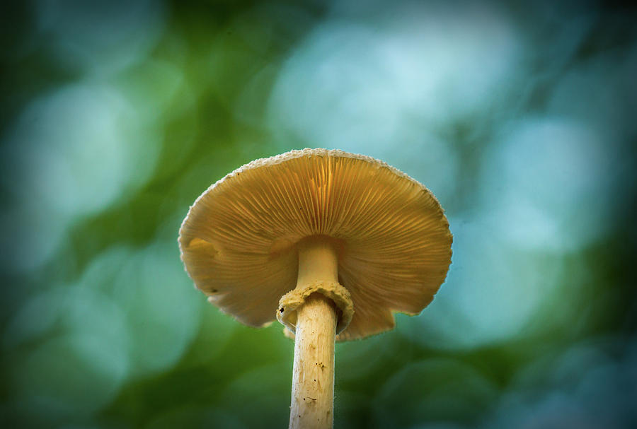 Mushroom 2 Photograph by Lilia S