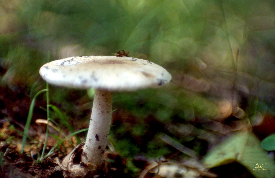 Mushroom 2 Photograph by Sam Davis Johnson
