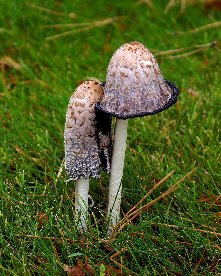 Mushroom #3 Photograph by Ben Upham III