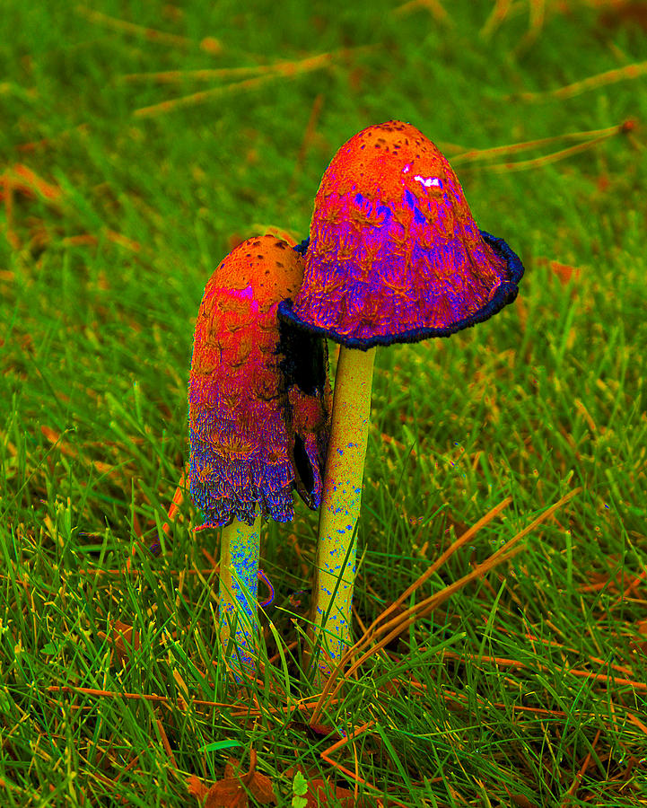 Mushroom #3 Enhanced in Cosmicolors Photograph by Ben Upham III