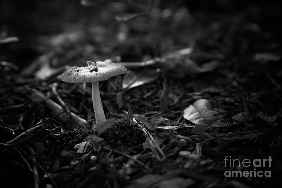 Mushroom 3 Photograph