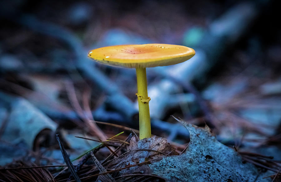Mushroom 3 Photograph by Lilia S