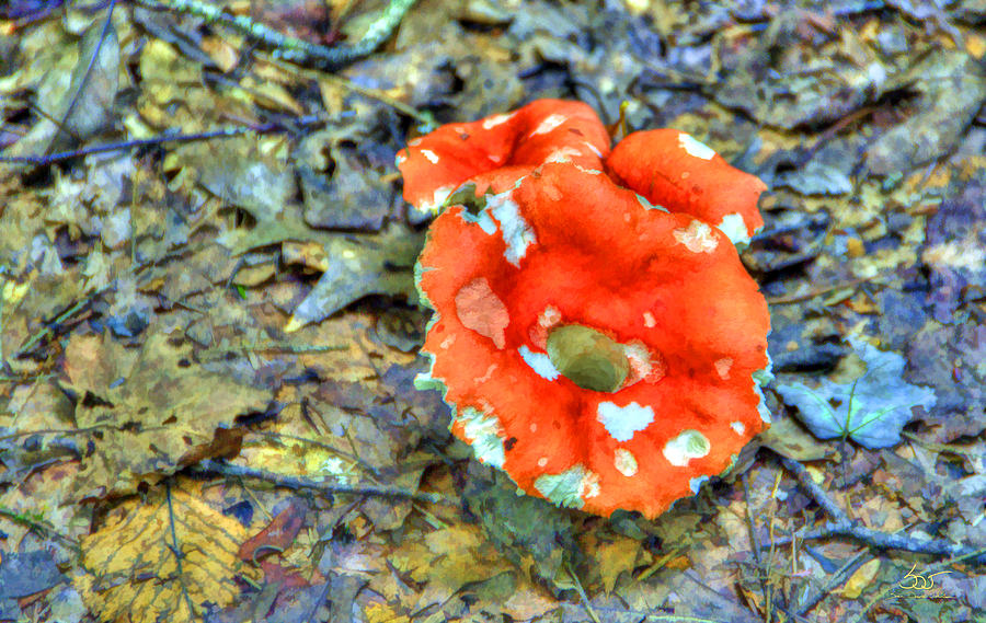 Mushroom 3 Photograph by Sam Davis Johnson