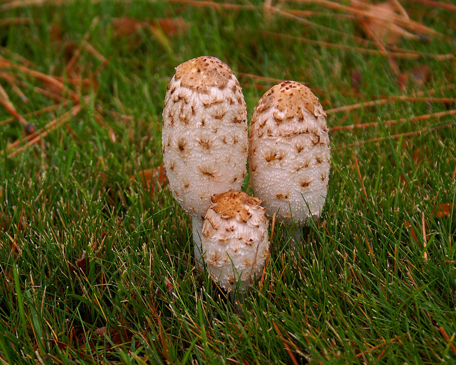 Mushroom #4 Photograph by Ben Upham III