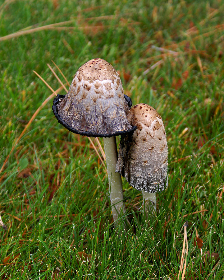 Mushroom #5 Photograph by Ben Upham III