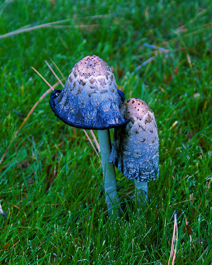 Mushroom #5 with added Blue Enhancement Photograph by Ben Upham III