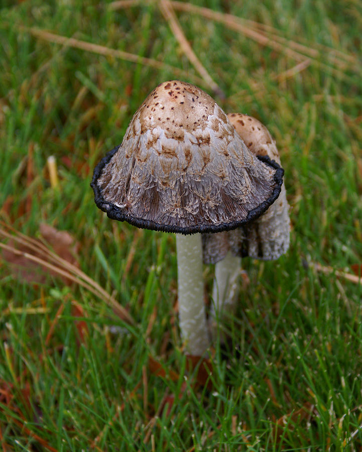 Mushroom #6 Photograph by Ben Upham III
