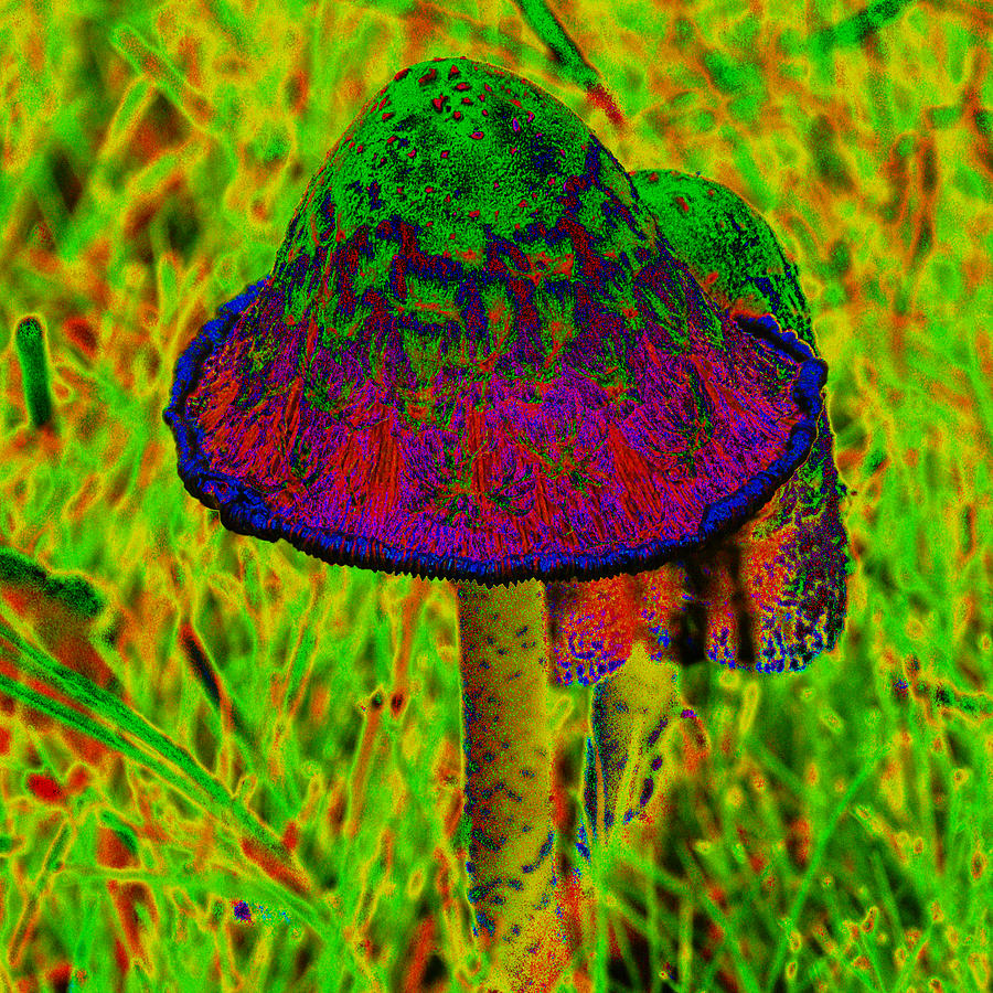 Mushroom #6 Enhanced with Cosmicolors Photograph by Ben Upham III