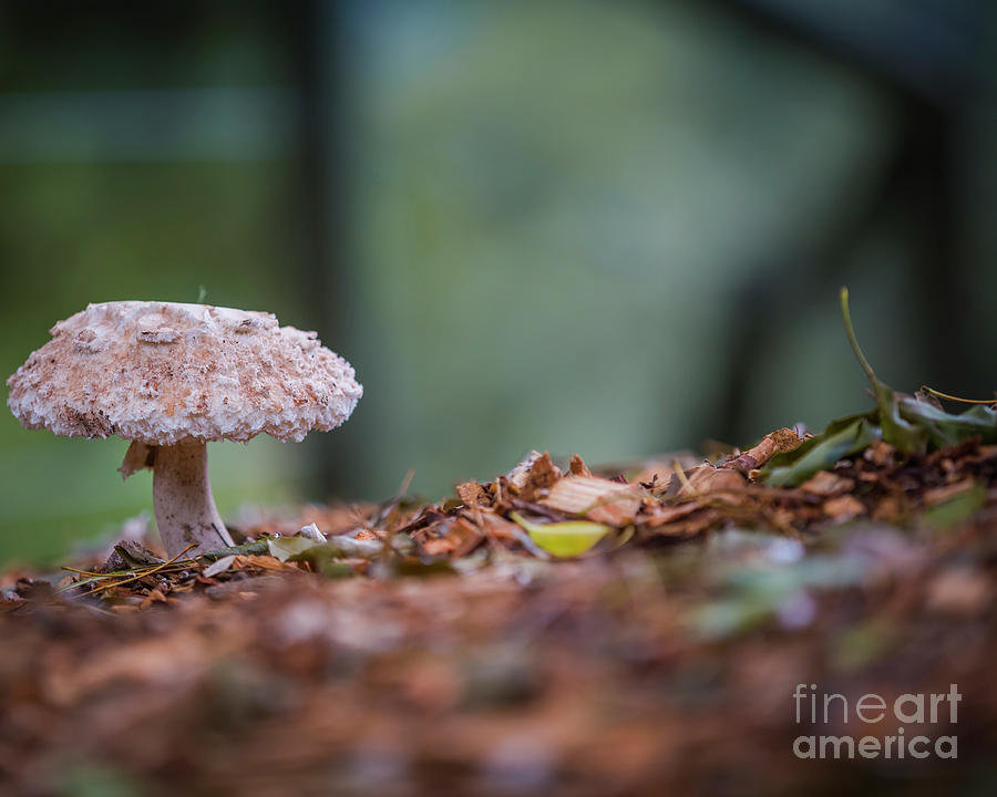 Mushroom Photograph by Agnes Caruso