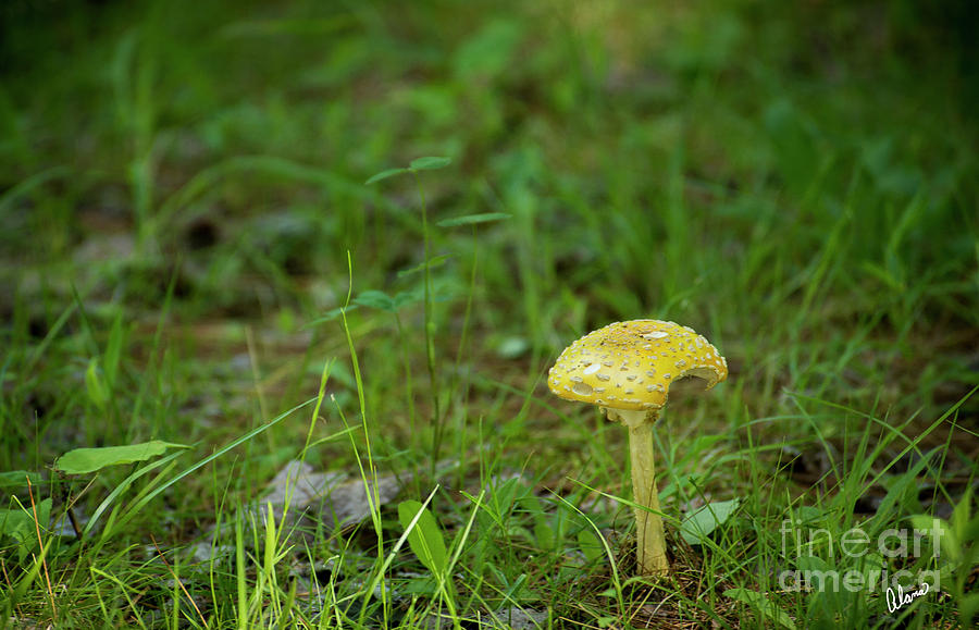 Mushroom Photograph by Alana Ranney