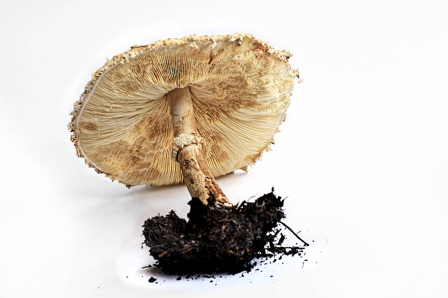 Mushroom - Amanita by Kaye Menner Photograph by Kaye Menner