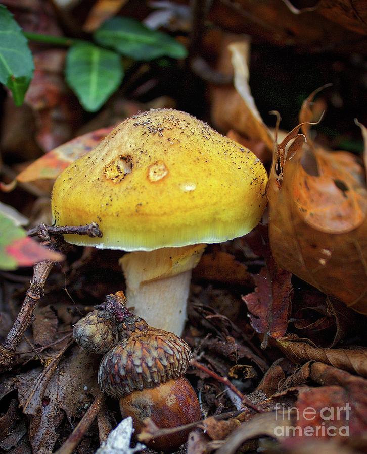 Mushroom and Acorn Photograph by Ty Shults
