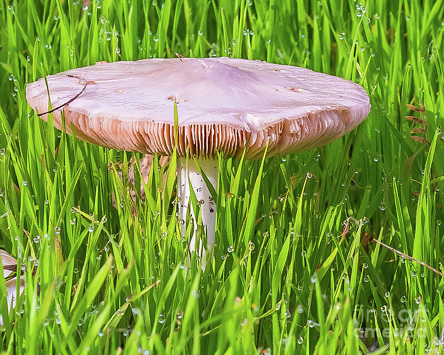 Mushroom and Dew Drops Photograph by Randy Jackson