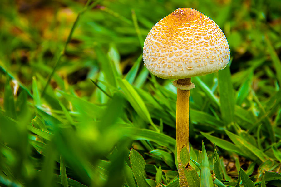 Mushroom Photograph - Mushroom and grass by Fabio Giannini