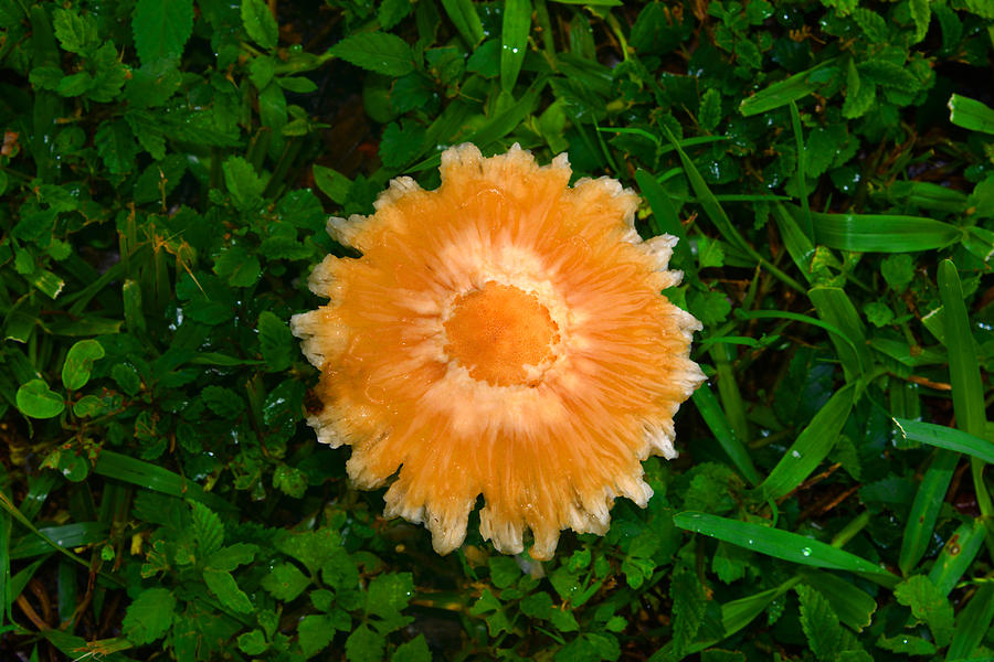 Mushroom Photograph - Mushroom and green by David Lee Thompson