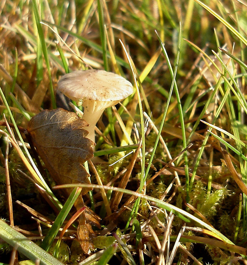 Mushroom and Leaf Photograph by Marilynne Bull