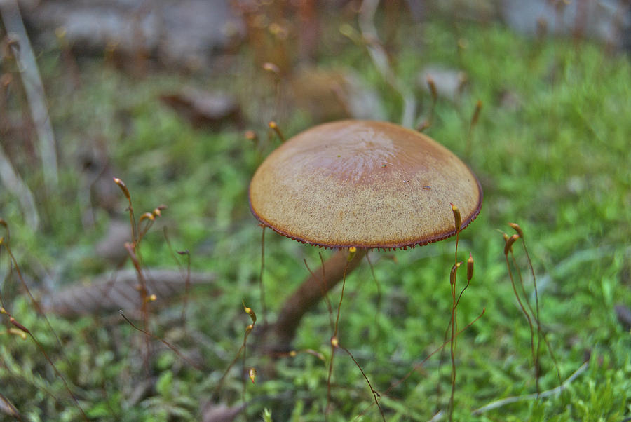 Mushroom and Moss Photograph by Michael Peychich