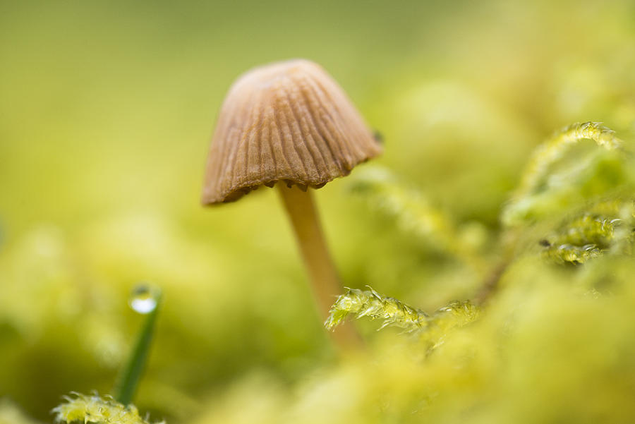 Mushroom and Moss Photograph by Robert Potts