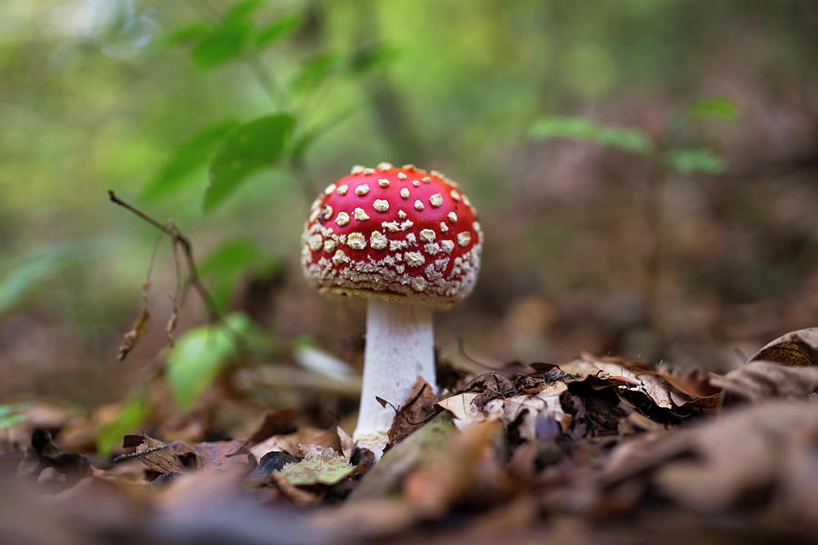 Mushroom Photograph by Andrea Luca Sommaruga - Fine Art America