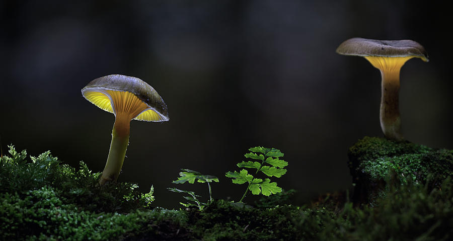 Mushroom autumn lantern Photograph by Dirk Ercken