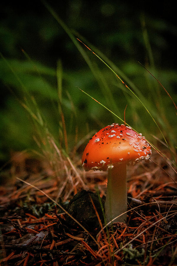 Mushroom Photograph by Benjamin Dahl