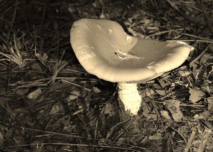 Mushroom Bowl in Sepia Photograph by Warren Thompson