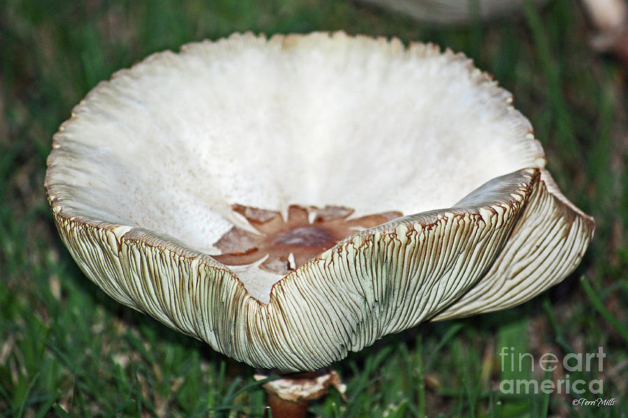 Mushroom Bowl Photograph by Terri Mills