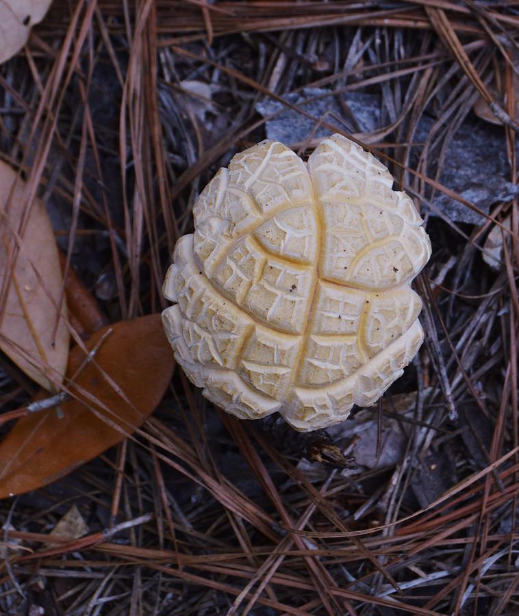 Mushroom Brain Photograph