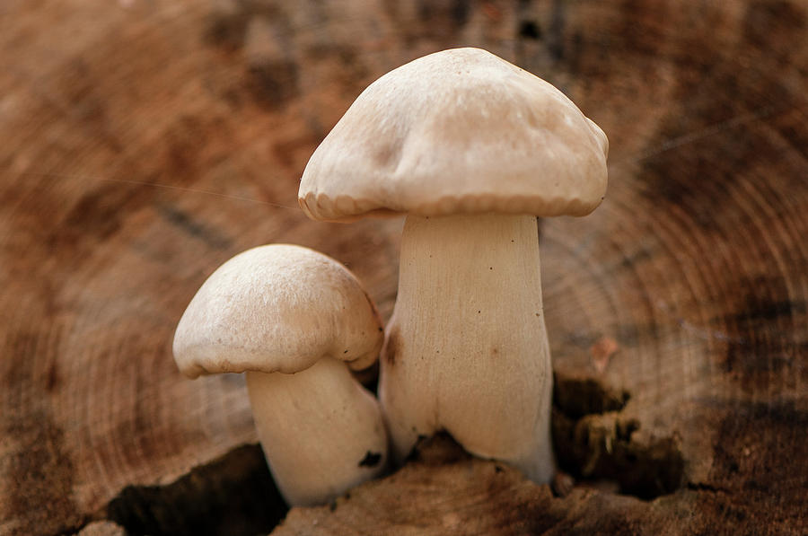 Mushroom Buddies Photograph by Brian Green