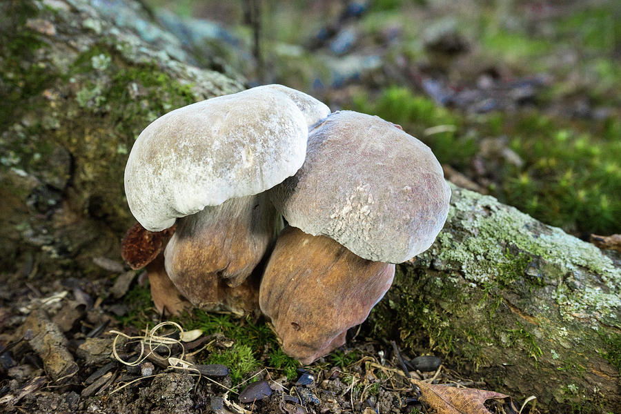 Mushroom Buddies Snuggling Photograph by Douglas Barnett
