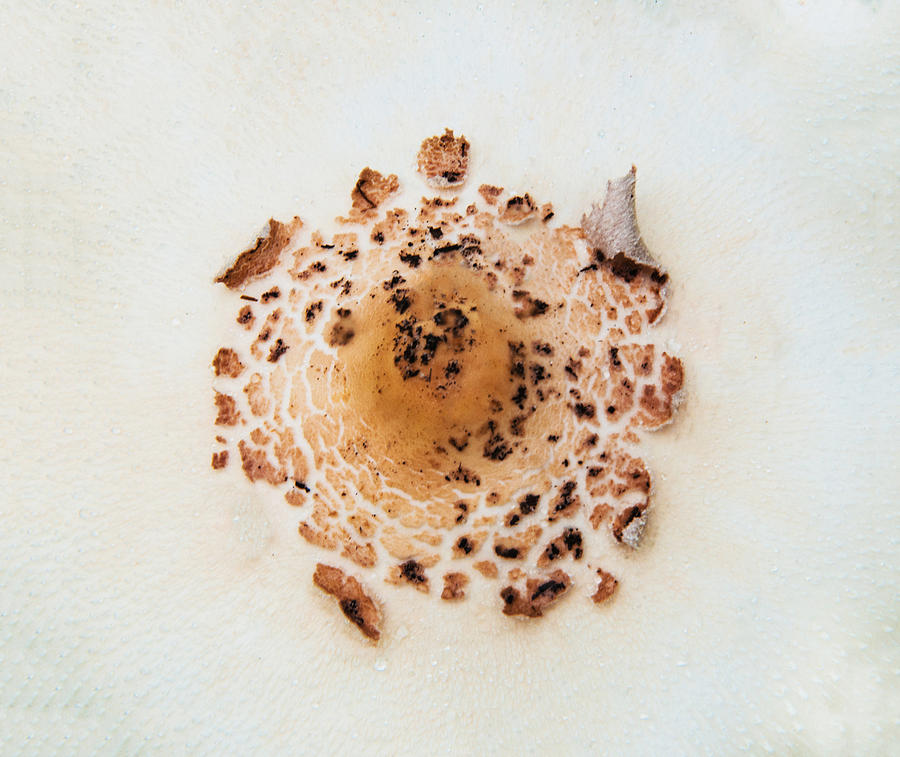 Mushroom cap Photograph by Carolyn DAlessandro