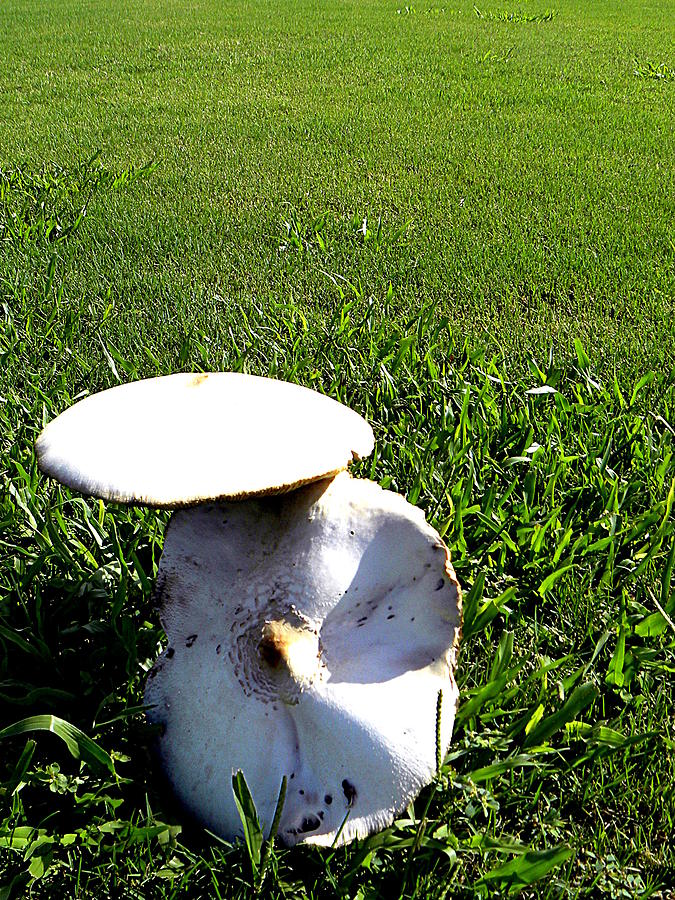 Mushroom Photograph by Christopher Mercer