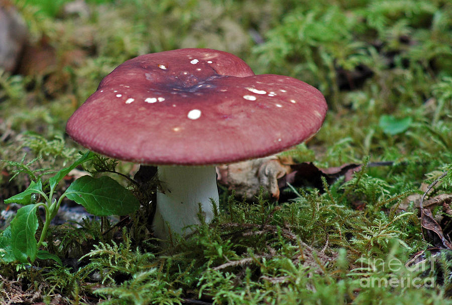 Mushroom Photograph by Cindy Murphy - NightVisions 
