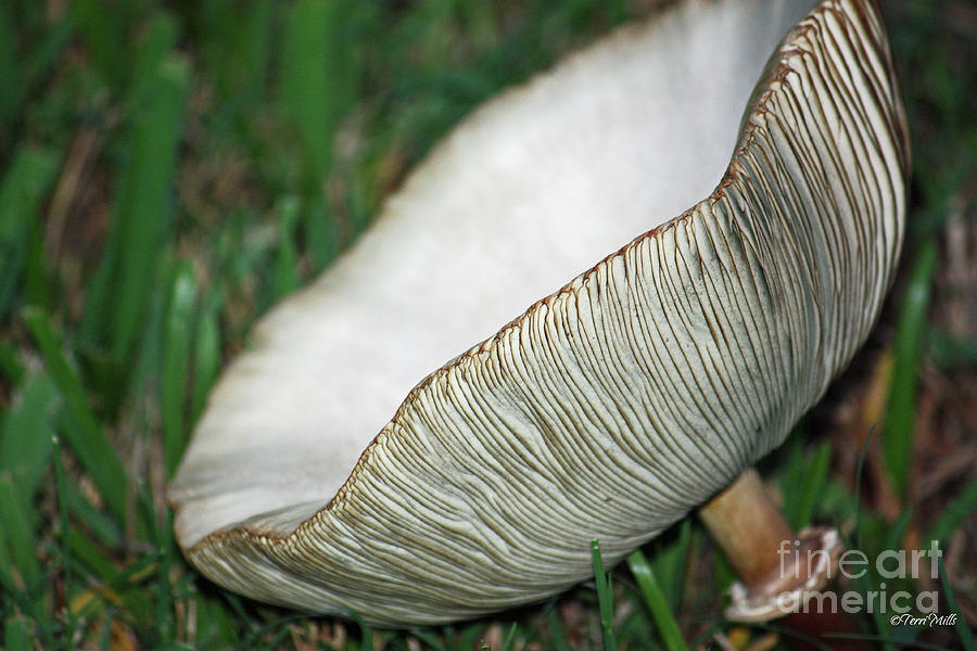 Mushroom Close-Up Photograph by Terri Mills