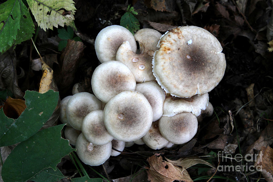 Mushroom Cluster # 2 Photograph by Rick Rauzi