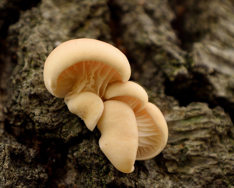 Mushroom Cluster Photograph by Karen Harrison Brown