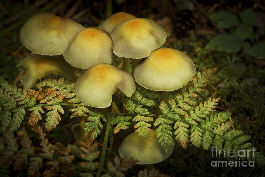 Mushroom Cluster Photograph by Sonya Lang