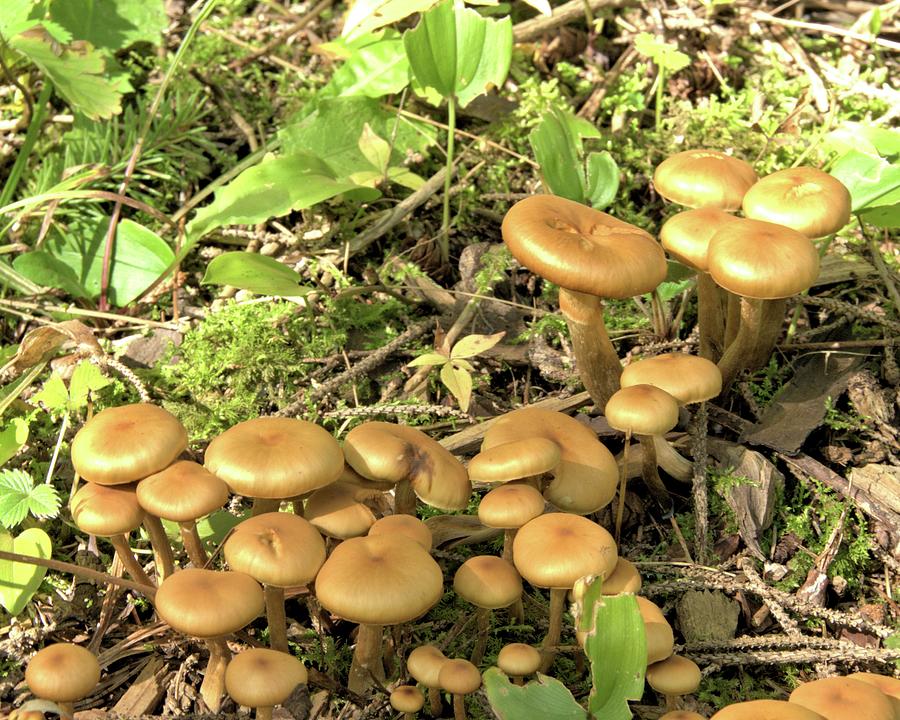 Mushroom Cluster Photograph by Valerie Kirkwood