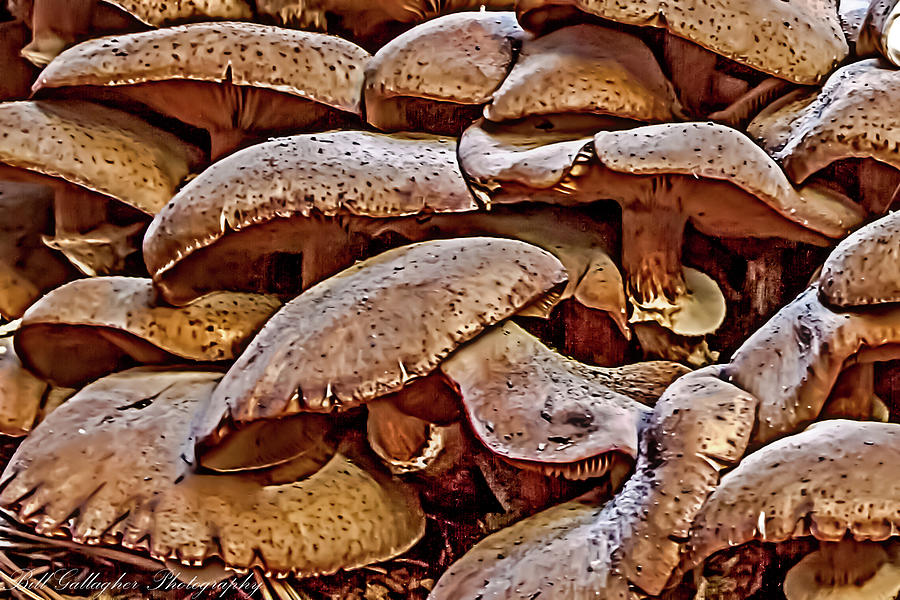 Nature Photograph - Mushroom Colony by Bill Gallagher
