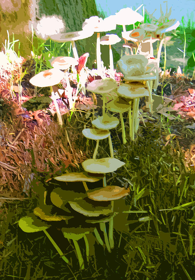 Mushroom Composition Photograph by John Lautermilch