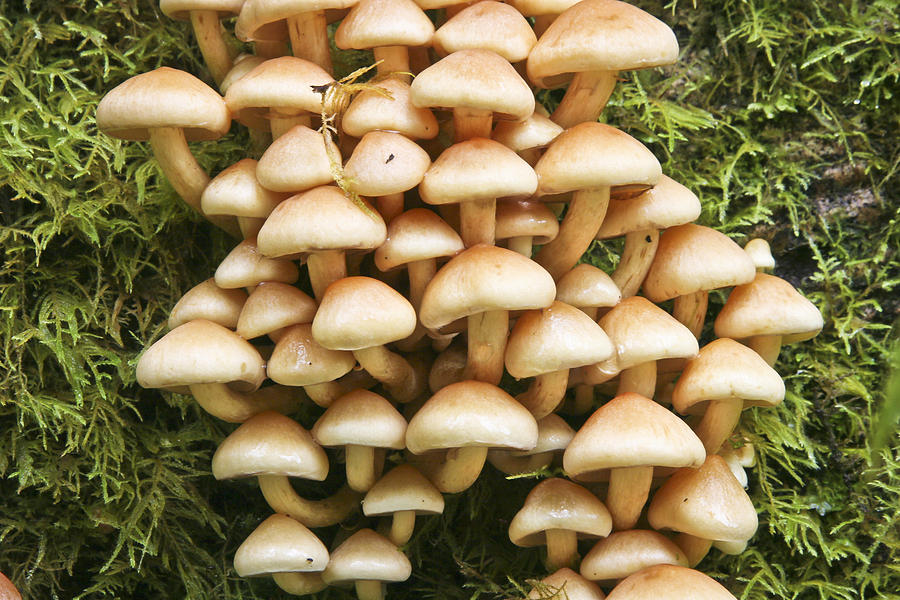 Mushroom Condo Photograph by Albert Seger