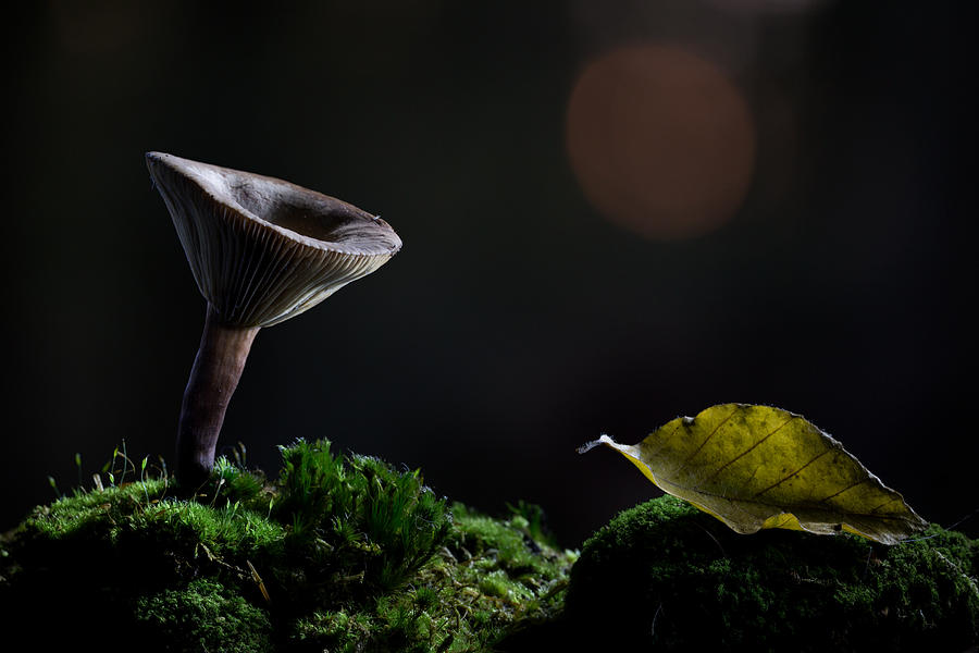 Mushroom cone Photograph by Dirk Ercken