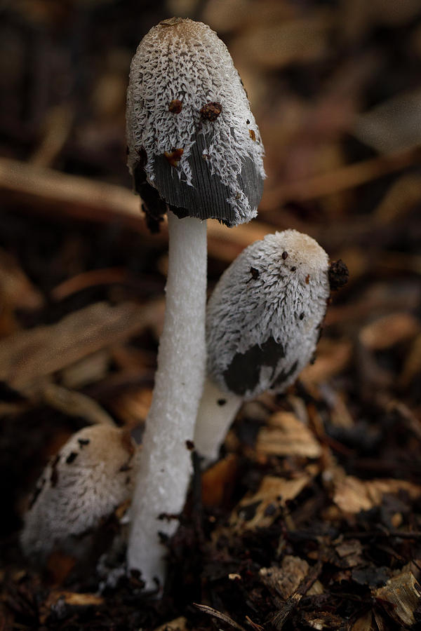 Mushroom Couple Photograph by Jean Noren