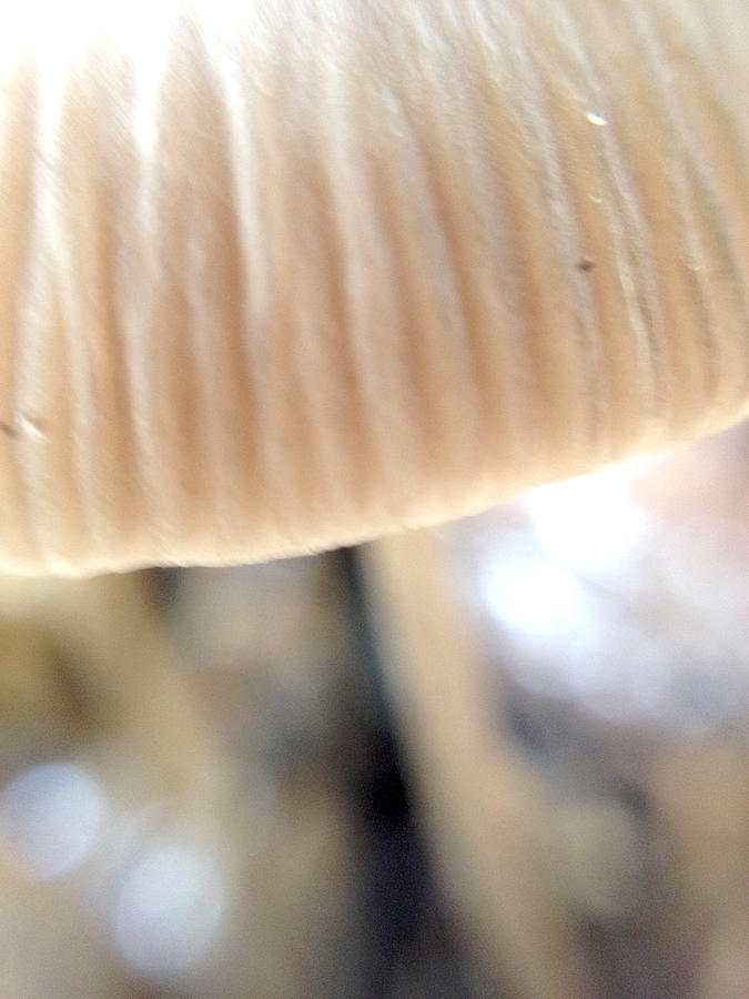 Mushroom Photograph - Mushroom by Damijana Cermelj
