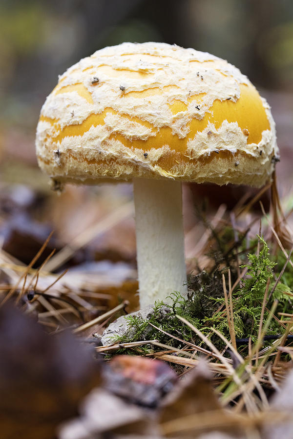 Mushroom Photograph by Deborah Penland