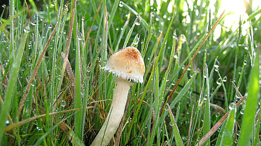 Mushroom Dew Photograph by John King I I I